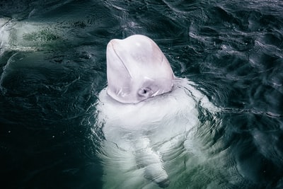平静水面上的白鲸